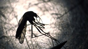 FILE: Salt Lake City Mosquito Abatement District biologist Nadja Reissen examines a mosquito in Salt Lake City. State and federal health officials are reporting a higher than usual number of deaths and illnesses from a rare, mosquito-borne virus this year. Eastern equine encephalitis has been diagnosed in a score of people in six states and several people have died.