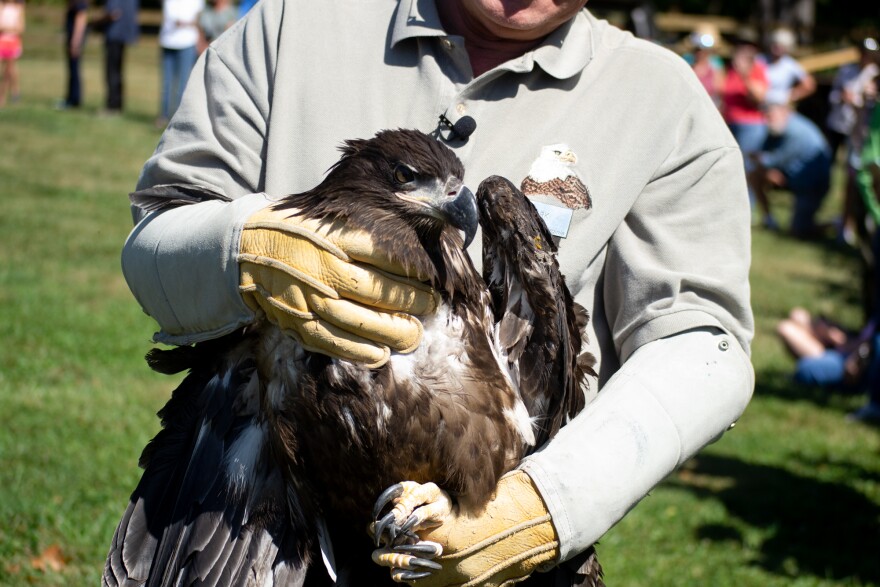 Clark holds a juvenile eagle that recuperated from a broken wing at the center before being released back in Seven Bends State Park in 2023.