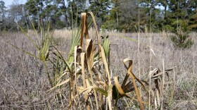 A number of fields across North Carolina, like this one in New Hanover, are suffering from dry conditions on the eve of spring planting.