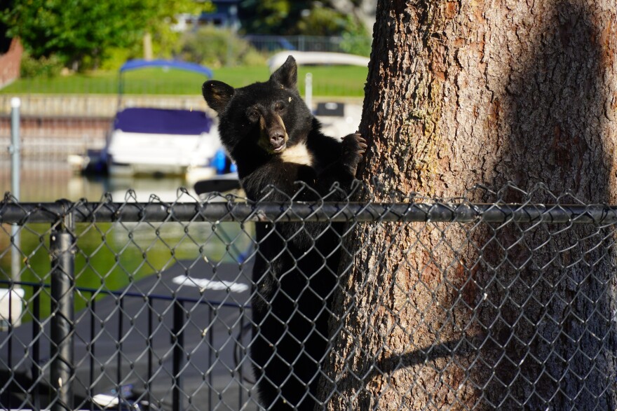 After spending the afternoon in a tree, an unidentified bear climbs down.