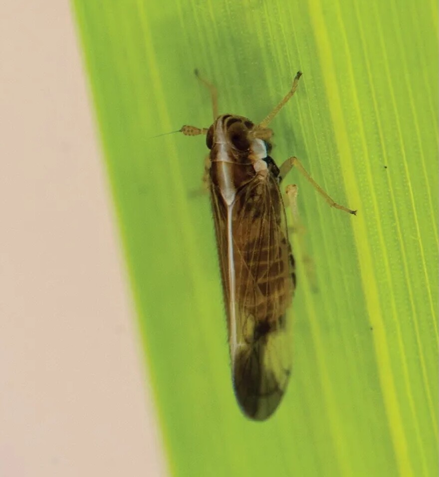 A close-up image of a rice delphacid. It's a light brown, winged insect that looks a bit like a grasshopper. The adults are only one-quarter of an inch long.