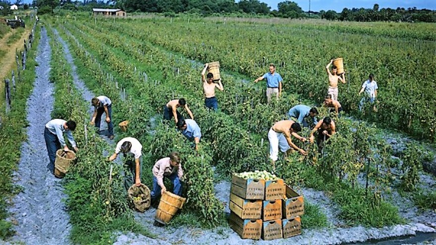 Future Farmers of America picking tomatoes in Palmetto, Florida.