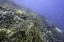 A sea turtle swims over corals on Moore Reef in Gunggandji Sea Country off the coast of Queensland in eastern Australia on Nov. 13, 2022. (AP Photo/Sam McNeil, File)