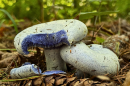 A two white mushrooms grow from a coniferous forest floor. A chunk has been torn off of one mushroom, and the injured section is blue.