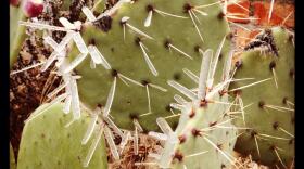 pricklypearsicles