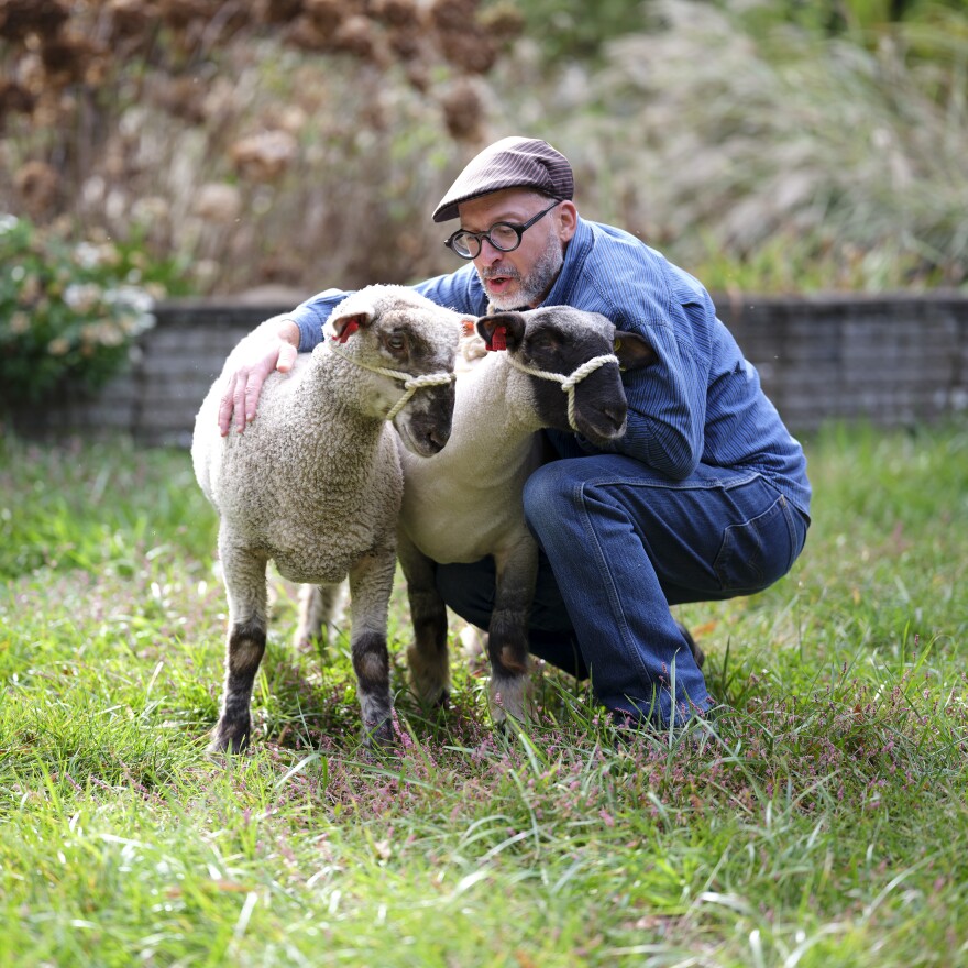 A man bends down to tend his two sheep