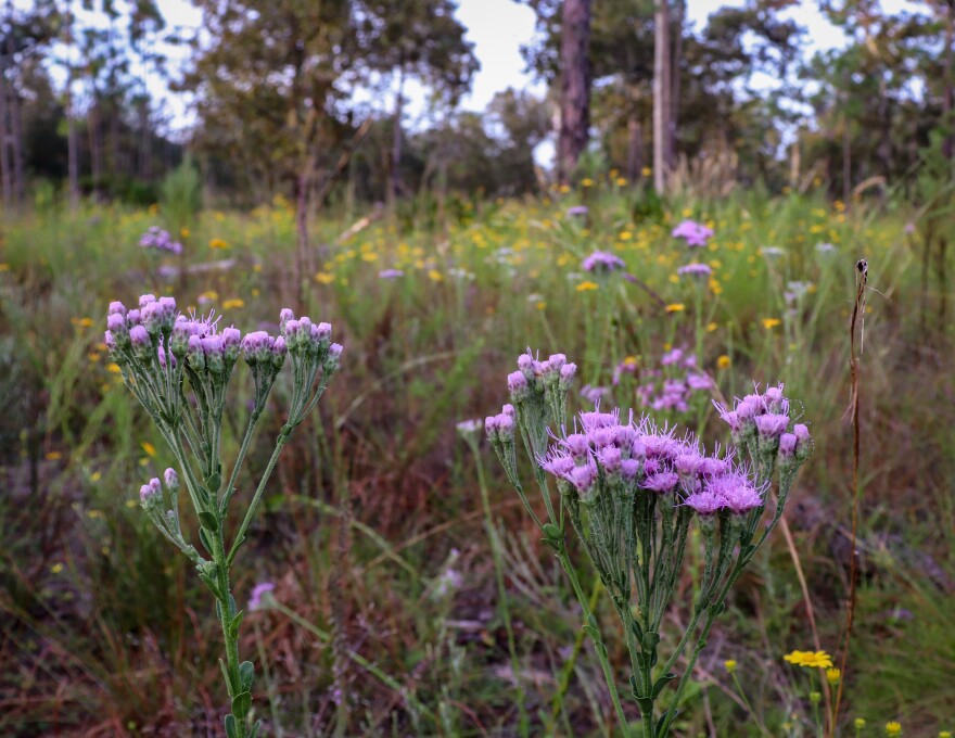 Focus on purple feathery flowers with yellow flowers out of focus behind them, with a backdrop of tall trees. 