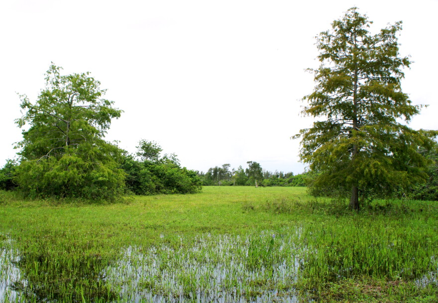 The land was formerly one of the largest dairies in Florida. Since the dairy stopped functioning in the 50s, the land has stood undeveloped. 