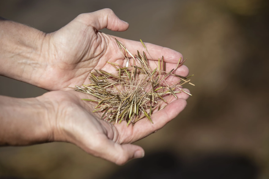 A handful of manoomin, or wild rice, harvested in northeast lower Michigan. Manoomin brought a legal case against the Minnesota Department of Natural Resources in 2021, a few years after the rice was granted legal standing by the White Earth Nation in Minnesota.