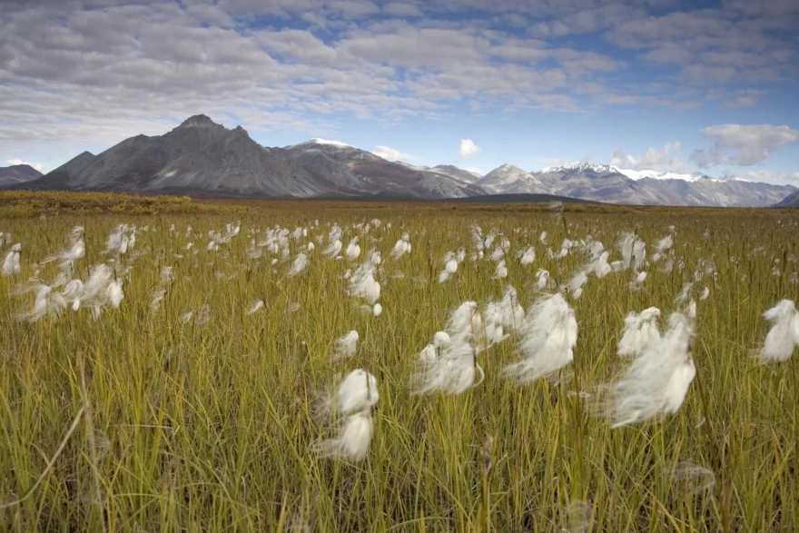 Cottongrass wafts over the tundra in the Arctic National Wildlife Refuge on Sept. 2, 2006.