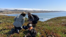 Researchers working with a specially trained dog which is helping to find, and identify wildlife scat which might help tell whether carnivores are traveling to the coast in Santa Barbara County to feast on sea life.