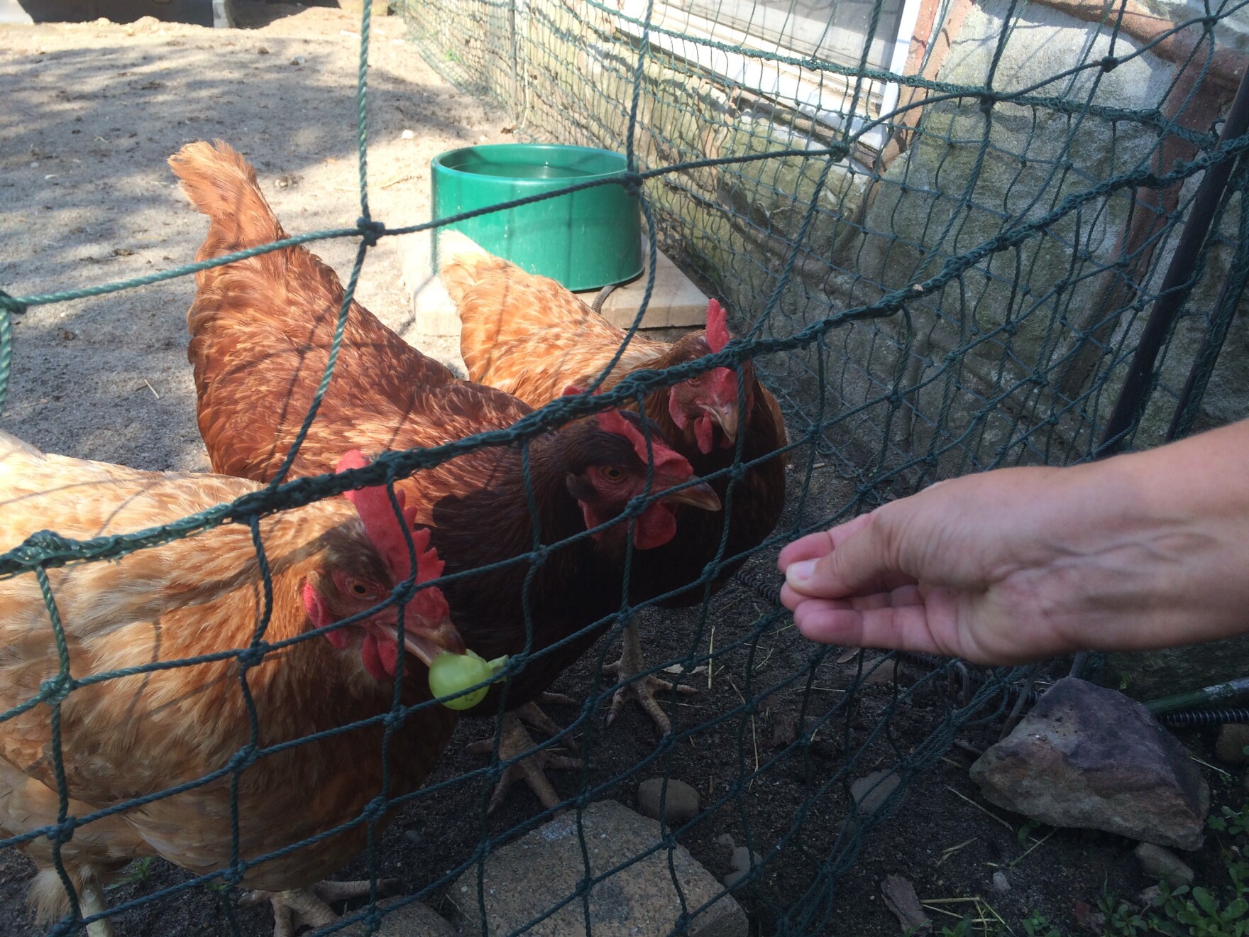 chickens, Hopecrest, Hopecrest chickens, grapes, Tracey Lea Frisch