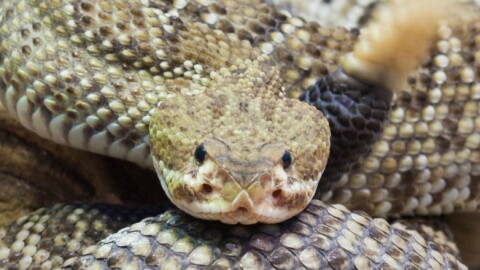 rattlesnake curled and looking at the camera