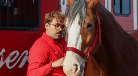 Ishaq Choudhury comforts Rock On on Wednesday at Warm Springs Ranch. Clydesdale handlers are responsible for taking care of the horses.
