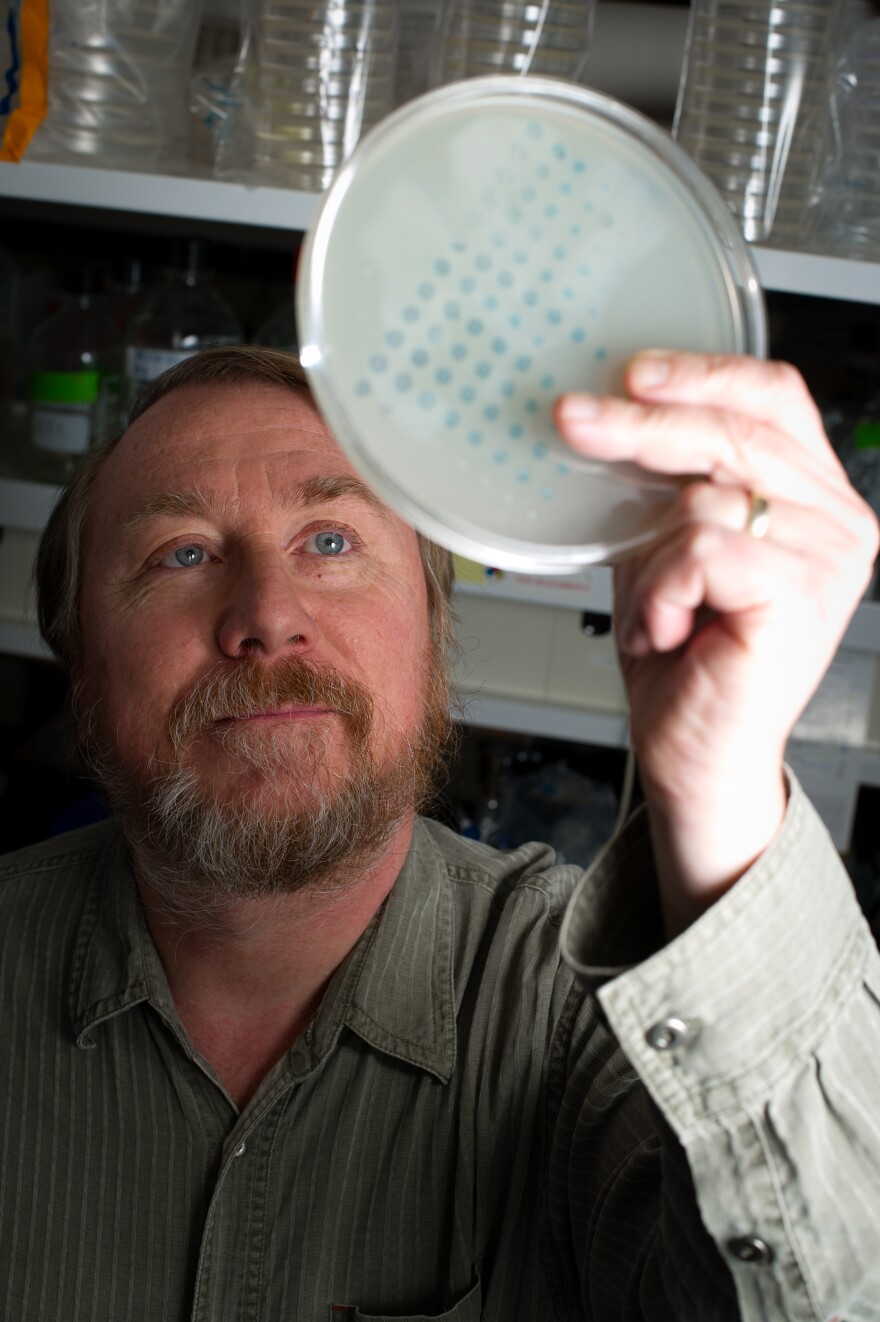 Richard Lenski examines the growth of bacteria on a plate on Jan. 12. He began an evolution experiment in 1988 with 12 identical flasks of bacteria to see if the populations would change over time in the same way.