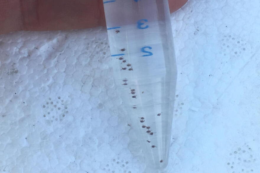These tiny tick nymphs can be hard to see, which increases the risk for tick-borne illness if they attach.