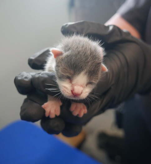 Port St. Lucie Police Investigate After 124 Cats Recovered From Residence