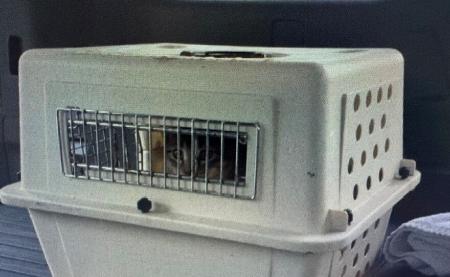 The rescued kittens will eventually end up in Madison, Wisconsin.