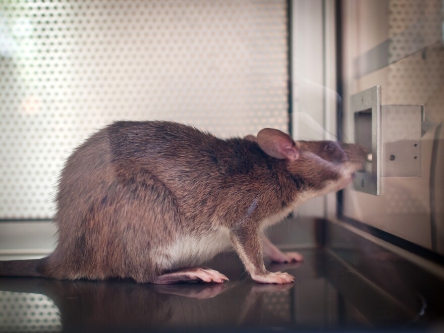 A rat learns to smell tuberculosis in patient samples.