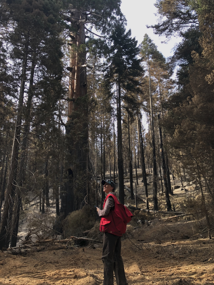 A person in hiking gear with a red bag stands in a sequoia tree grove. Some trees or branches are downed, but most remain standing.