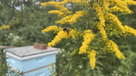 A small bee collects pollen from flowers nearby a manmade hive at Little Miami Farms