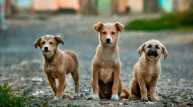 A group of three young brown dogs, indeterminate in breed, stand together facing the camera.