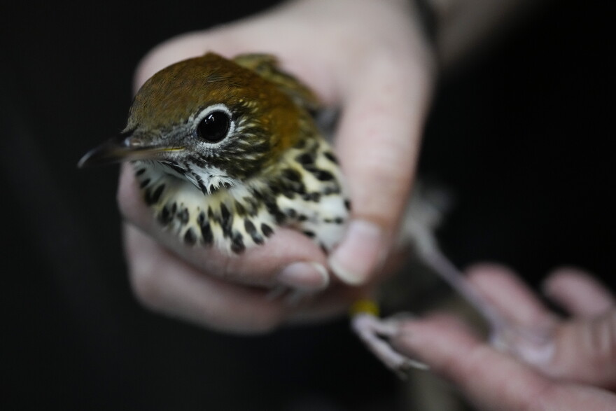Wildlife Keeper Stephanie Scurtu examines a wood thrush, a kind of migrating songbird, to determine if it is healthy enough for release at the DuPage Wildlife Conservation Center, Friday, Oct. 4, 2024, in Glen Ellyn, Ill.