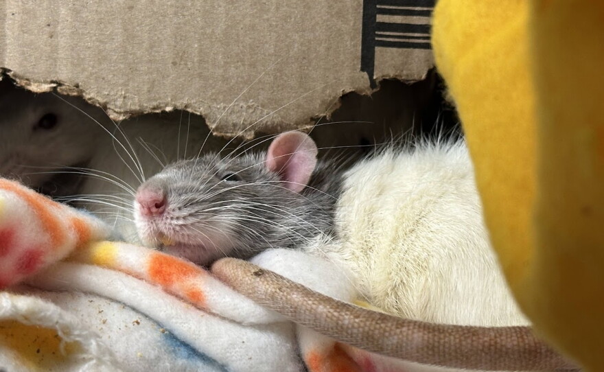 Various rats in cages, woman overseeing their care. 