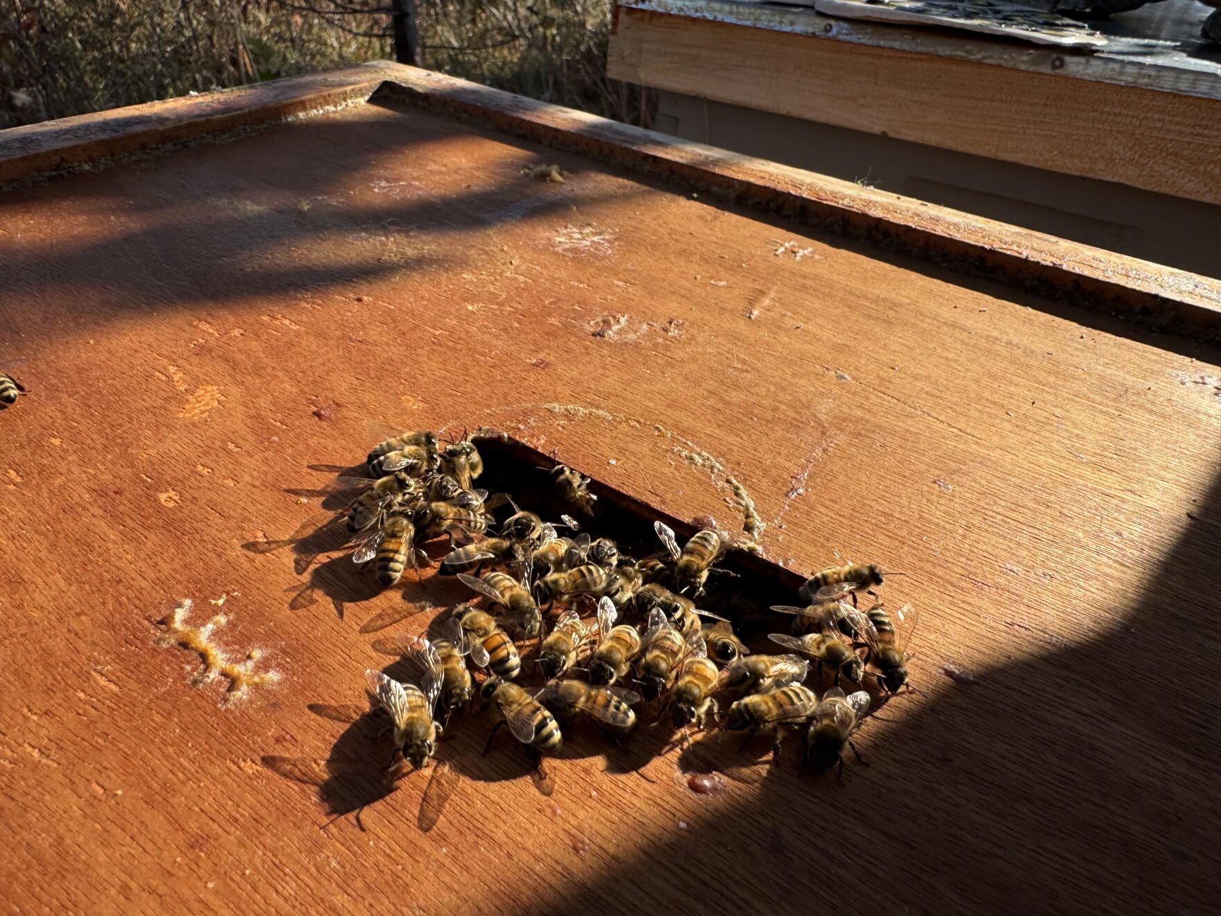 Some Midwest beekeepers struggle to keep honey bees alive | KCUR ...