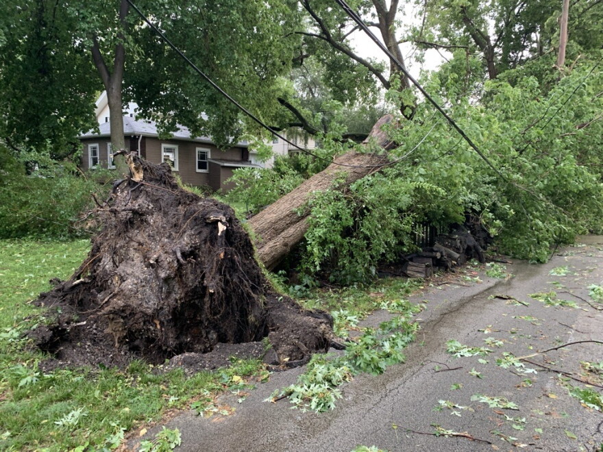 An uprooted tall tree that pulled down a power line along the side of a road and next to a house