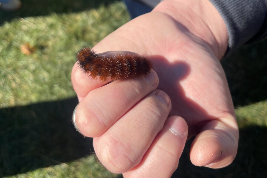 A Woolly Worm on a person's hand