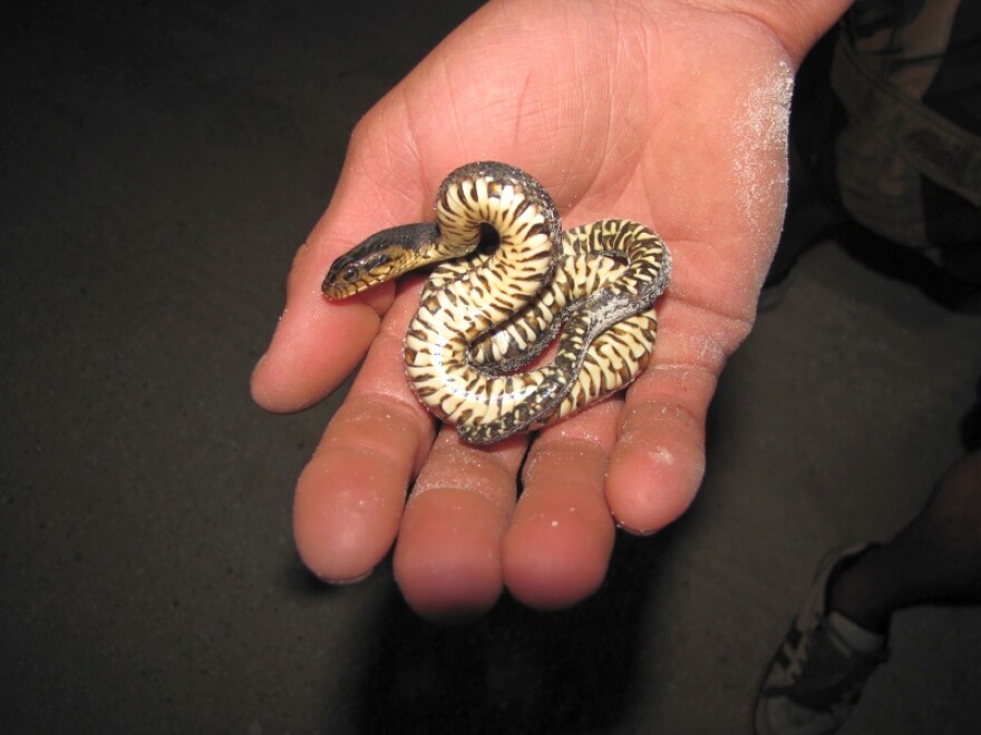 A juvenile Banded Water Snake.