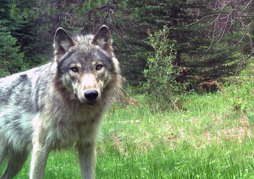 A gray wolf from Oregon's Desolation Pack is captured on a remote camera in Grant County on June 7, 2021.