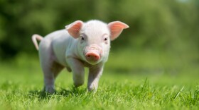 Newborn piglet on spring green grass on a farm