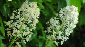 Turkeybeard blossoms
