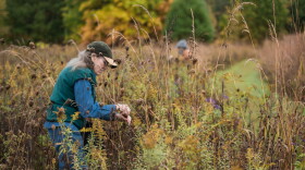 A woman works at the Saul Lake Bog Nature Preserve collecting seeds.