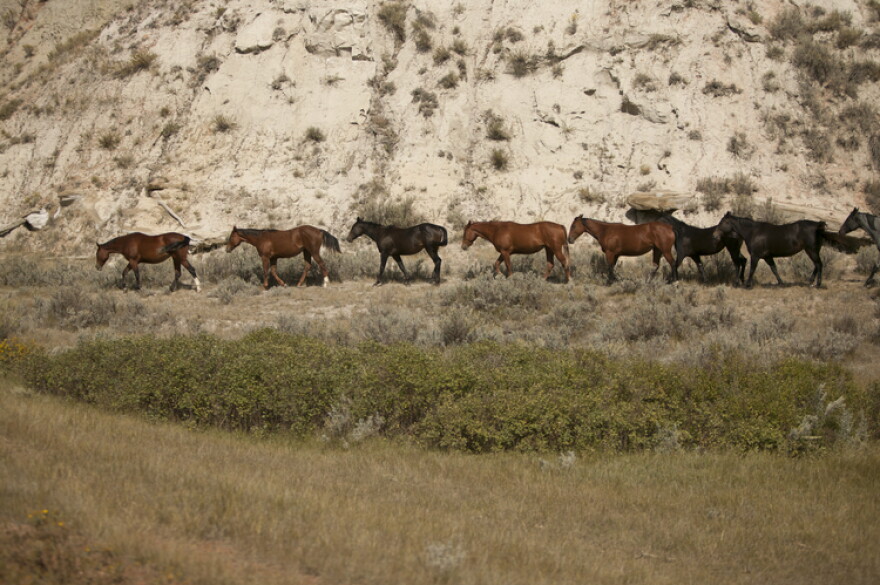 Wild horses, Theodore Roosevelt National Park