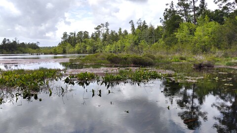 In 2024, Santa Rosa County partnered with The Trust for Public Land and the U.S. Navy to conserve 429 acres of land, including a 40-acre lake, as a buffer to NAS Whiting Field.