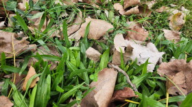 Many leaves piled in a front yard. 