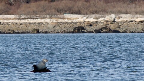 Harbor seal in Long Island Sound — Norwalk, Conn.