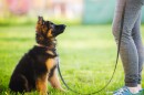This stock image depicts a puppy in a training class.