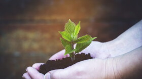 1,500 young trees will be given away in Perry, Letcher and Breathitt County the next three Saturdays.