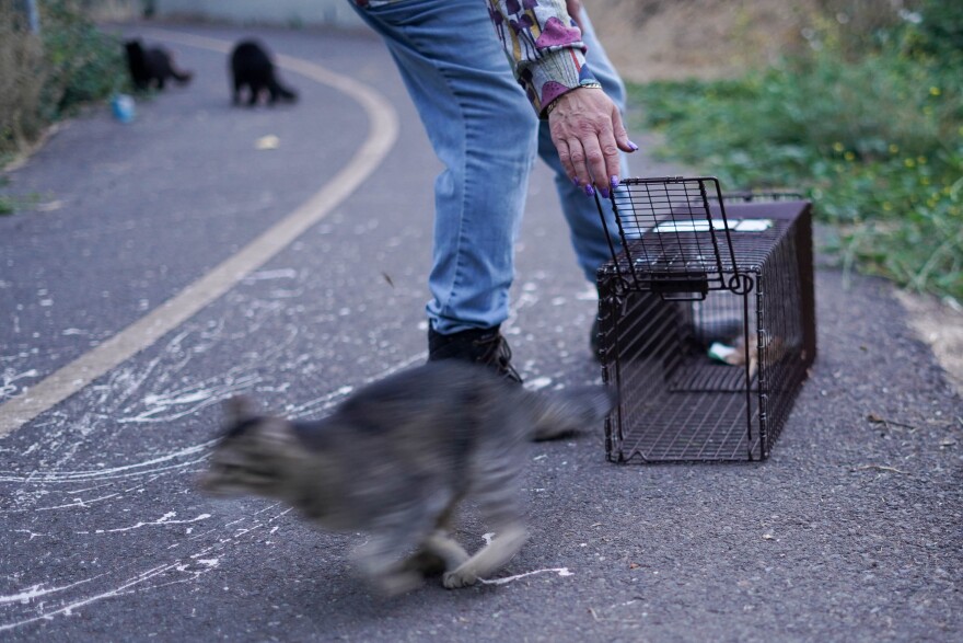 A cat is seen running from a wire trap while a women's hand holds open the trap's door.