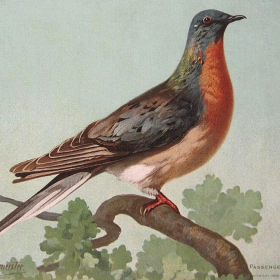 A portrait of a passenger pigeon from 1908. By this point, wild passenger pigeons had already vanished. The last of the species, a captive pigeon named Martha, died in 1914 at the Cincinnati Zoo. (credit: John Henry Hintermeister / Wikimedia Commons)