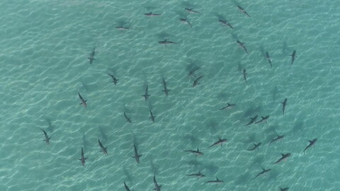sky view of sharks swimming