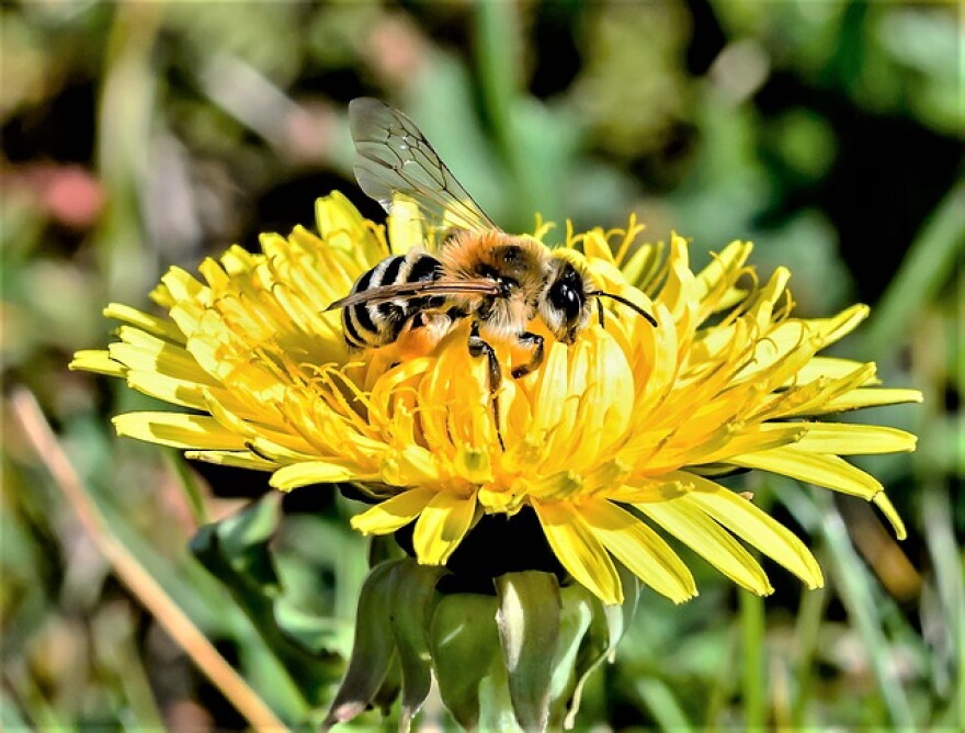 Bees and wasps are easily irritable in September.