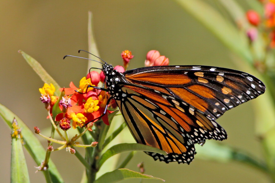 monarch butterfly