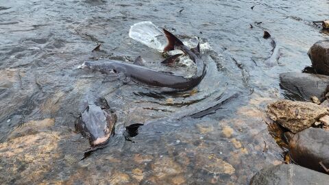 Sturgeon spawning in the Wolf River.