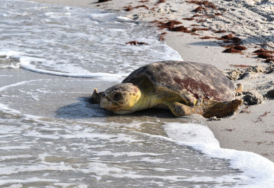 Dead Sea Turtle