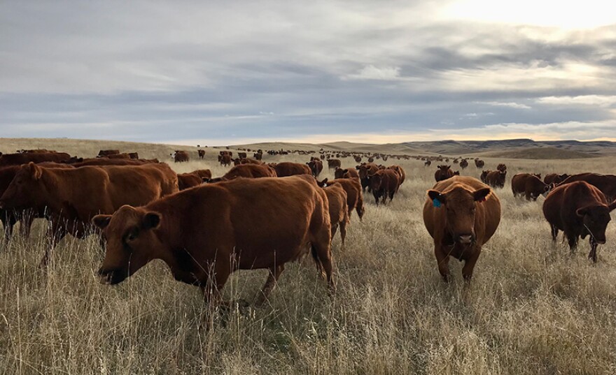 Cows and calves being gathered at Seacross Ranch in Lodge Grass